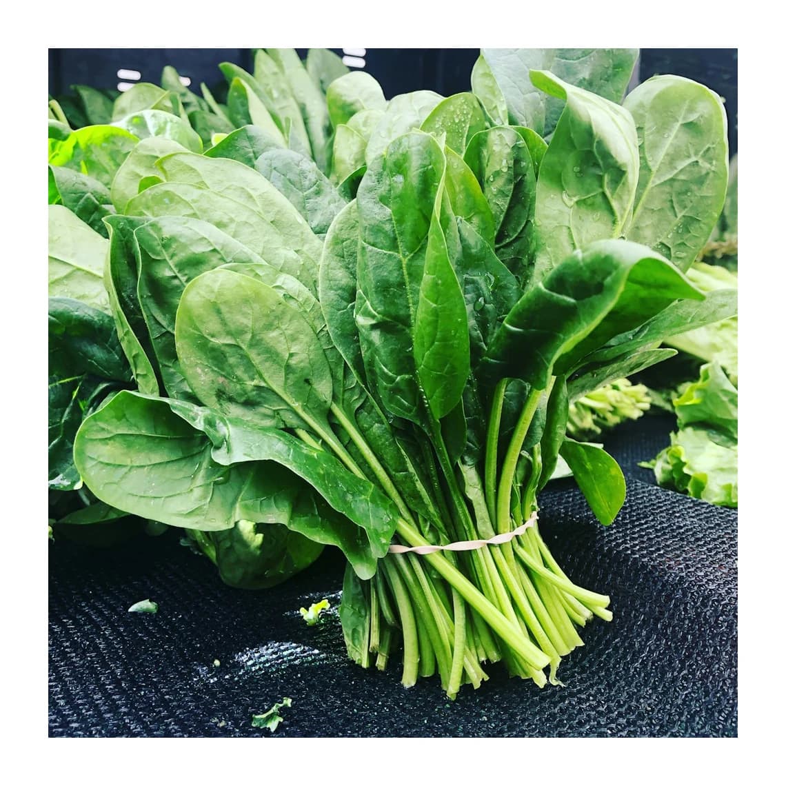 Baby spinach
