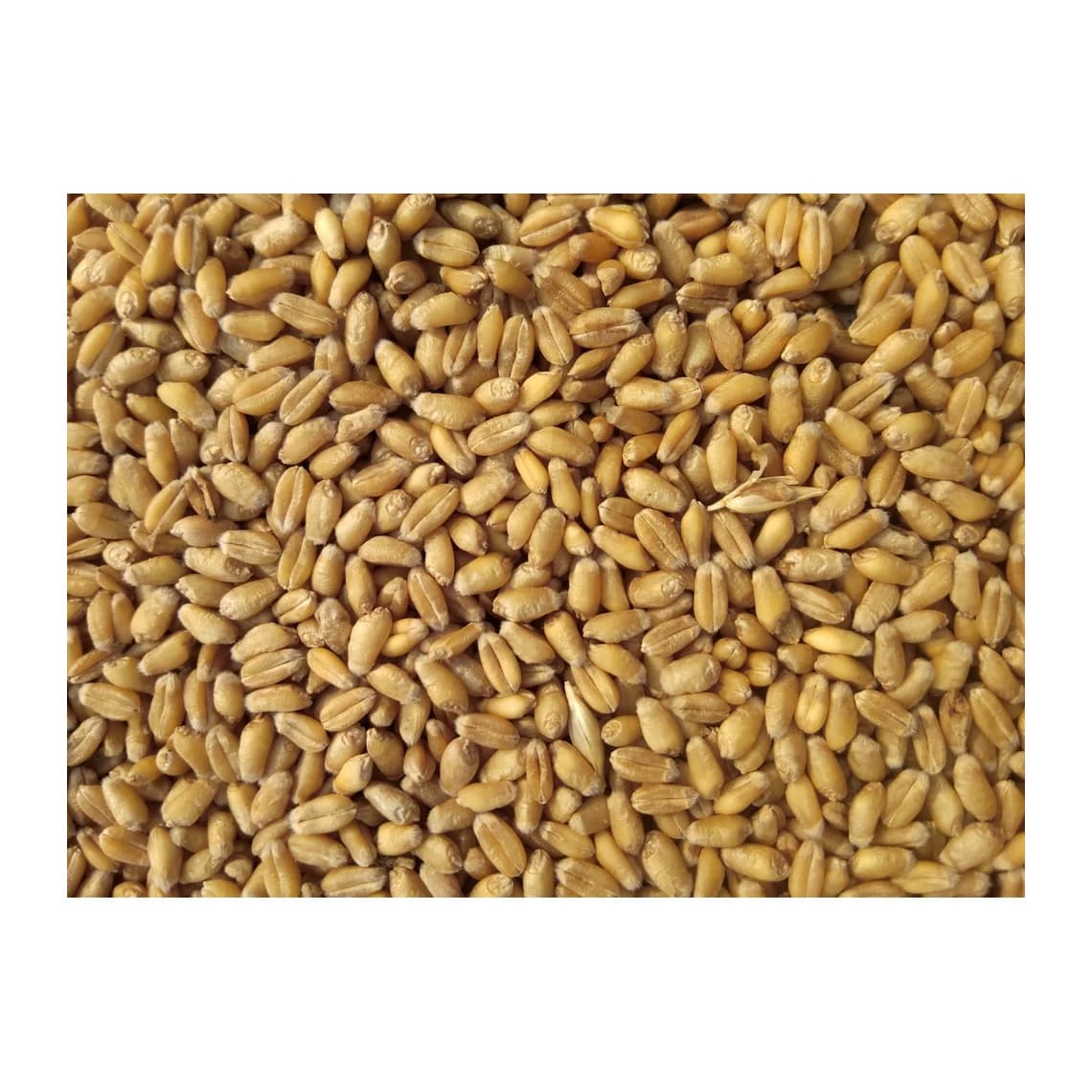 Old-Fashioned Rolled Oats, 42 oz Container